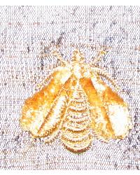 Catania Silks Napolean Bees Gold Neptune Fabric