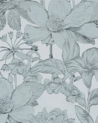 Eva 904 Ivory Ebony by   