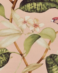 Hello Polly 71 Bella Pink by   