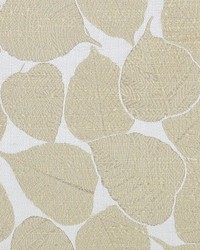 Sycamore 131 Parchment by   