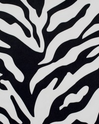 Zebra Black White by   