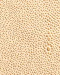 Shagarrett Crown by  Lee Jofa 