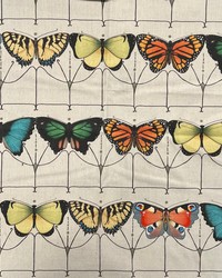 Papillon Carnival by   