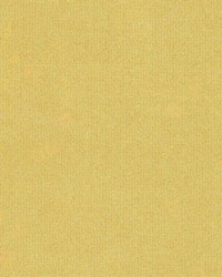 Paradise Pearl by  Kasmir 