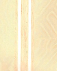 Stout Gold by  Kasmir 