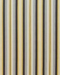 Tilden Stripe Midas by  Stout 