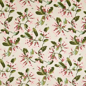 Kasmir Trumpet Glory Frost in Classic Elegance, Vol 1 Pink Multipurpose Cotton Fire Rated Fabric Medium Print Floral   Fabric
