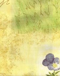 Walston Chiffon by  Kasmir 