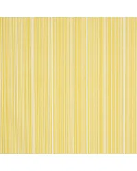Ministripe Buttercup by   