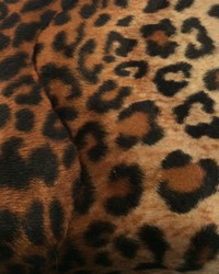 Wild Kingdom Leopard by   