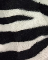 Wild Kingdom Zebra by   