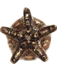 Starfish Endcap by   