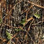 Camouflage Fabric - Camo Fabric