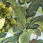Tropical Wallcoverings