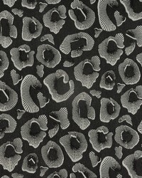 Coquina 816 Domino by   