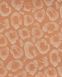 Coquina 919 Peach by   