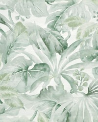 Kinabalu 518 Mist by   