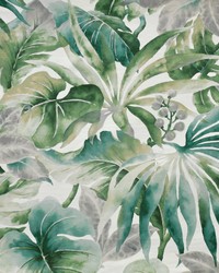 Kinabalu 526 Everglades by   