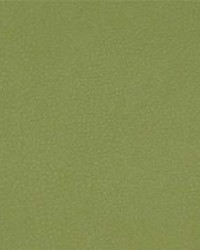 Persuasion 011 Citronella by  Maxwell Fabrics 