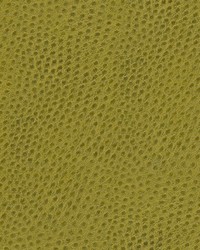 Quill-nj 874 Juniper by   