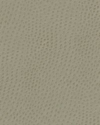 Quill-nj 888 Meringue by   