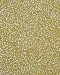 Rosaprima 732 Marigold by   