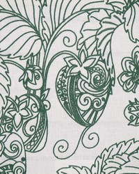 Solomon 331 Lacinato by   