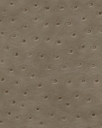 Twitter-nj 290 Pigeon by  Duralee 