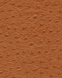 Twitter-nj 301 Garam Masala by  Duralee 