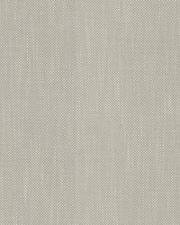 Dominica Gull by  RM Coco 