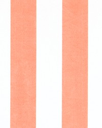 Outdoor Stripe Coral by   