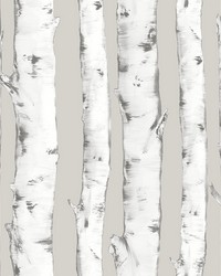 Downy Birch Peel & Stick Wallpaper by   