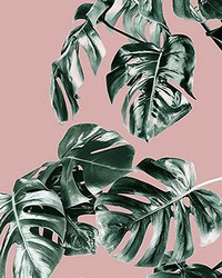 Monstera Rose Wall Mural by   