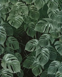 Monstera Leaf Wall Mural by  Brewster Wallcovering 