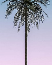 Ombre Palm Tree Wall Mural by   