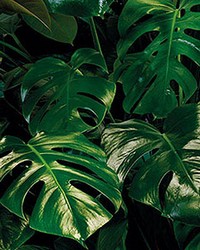 Tropical Leaves Wall Mural by  Brewster Wallcovering 