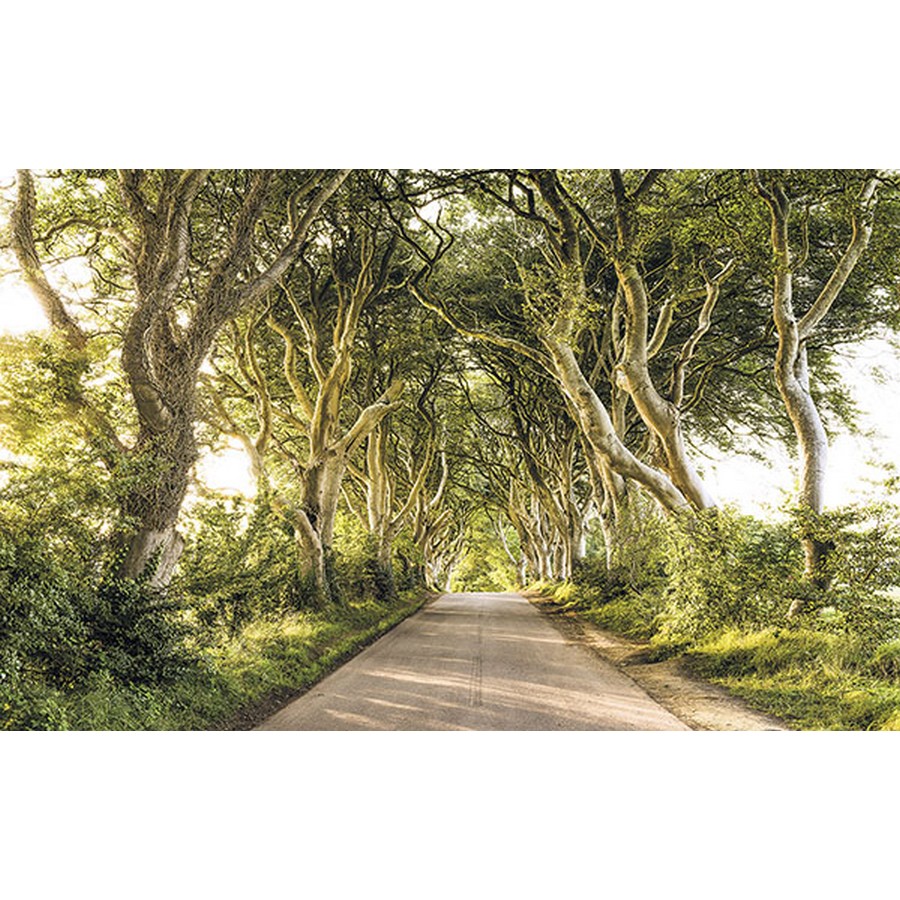 Golden Hedges Wall Mural Wallpaper