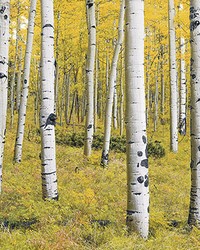 Birch Tree Forest Wall Mural by  Brewster Wallcovering 