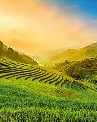 Terraced Rice Field In Vietnam Wall Mural by  Brewster Wallcovering 