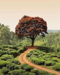 Red Tree And Hills In Sri Lanka Wall Mural by   