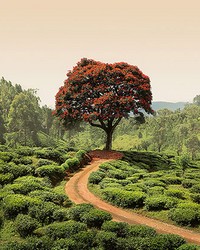 Red Tree And Hills In Sri Lanka Wall Mural by  Brewster Wallcovering 