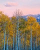 Wall Pops Birch Trees in Fall Wall Mural Multicolor