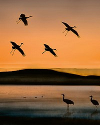 Birds At Sunset Wall Mural by   