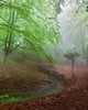 Wall Pops Foggy Forest Wall Mural Multicolor