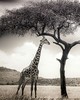 Wall Pops Giraffe Safari Wall Mural Greys