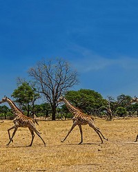 Running Giraffes Wall Mural by   