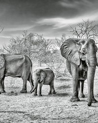 Elephant Family Wall Mural by  Brewster Wallcovering 