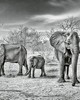 Wall Pops Elephant Family Wall Mural Greys