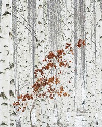 White Birch Forest Wall Mural by   