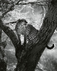 Leopard On Tree Wall Mural by   